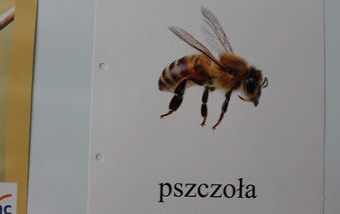 ŚWIATOWY DZIEŃ PSZCZ&Oacute;Ł 11