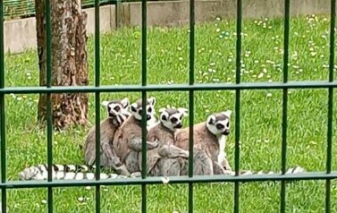 Wycieczka do Ogrodu Zoologicznego 3