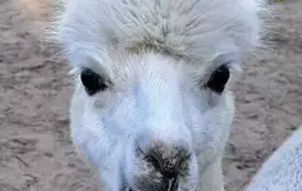 Spotkanie z alpakami 1