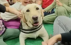DOGOTERAPIA 8