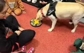 DOGOTERAPIA2 15