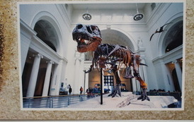 Czym zajmuje się paleontolog? 12