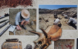 Czym zajmuje się paleontolog? 13