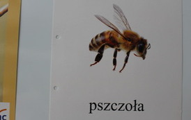 ŚWIATOWY DZIEŃ PSZCZ&Oacute;Ł 11