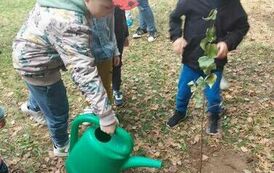 DZIEŃ DRZEWA 17
