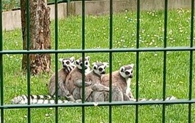 Wycieczka do Ogrodu Zoologicznego 3