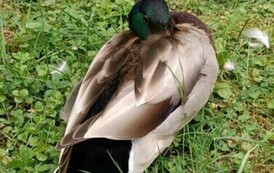 Wycieczka do Ogrodu Zoologicznego 12