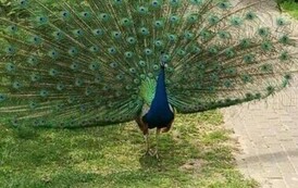 Wycieczka do Ogrodu Zoologicznego 21