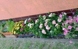 Ogr&oacute;dek kwiatowy 1